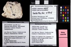 Foto (Objket + Etiketten) von Galatheites zitteli (Moericke, 1889) 